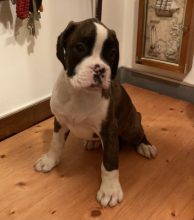 Chiots de race Boxer à vendre chez l'éleveur DU CHATEAU DE MONTMORT
