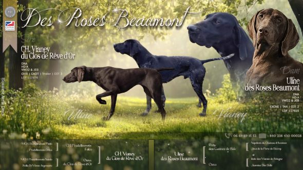 Image de la portée de chiot de l'élévage DES ROSES BEAUMONT