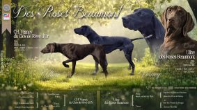 Chiots de race Braque allemand à poil court à vendre chez l'éleveur DES ROSES BEAUMONT