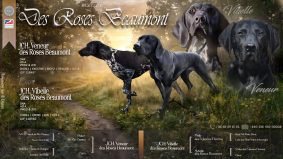 Chiots de race Braque allemand à poil court à vendre chez l'éleveur DES ROSES BEAUMONT