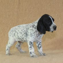 Chiots de race Braque d'Auvergne à vendre chez l'éleveur CHARTOGNE CEDRIC