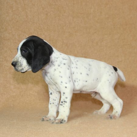 Image de la portée de chiot de l'élévage CHARTOGNE CEDRIC