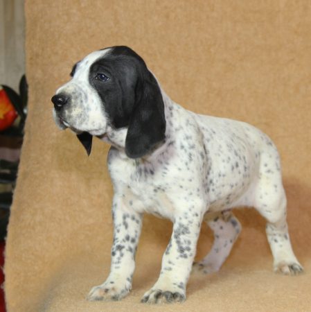 Image de la portée de chiot de l'élévage CHARTOGNE CEDRIC