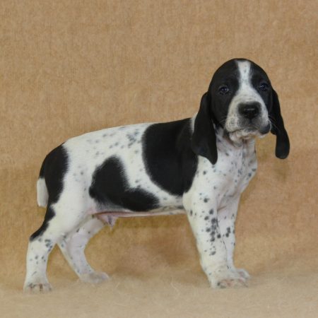 Image de la portée de chiot de l'élévage CHARTOGNE CEDRIC