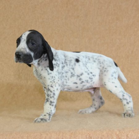 Image de la portée de chiot de l'élévage CHARTOGNE CEDRIC