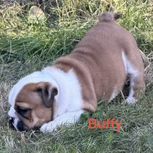 Chiots de race Bulldog anglais à vendre chez l'éleveur DES BRYM DE LA PROVOTE