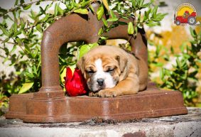 Chiots de race Bulldog continental à vendre chez l'éleveur DES BELLES TRUFFES