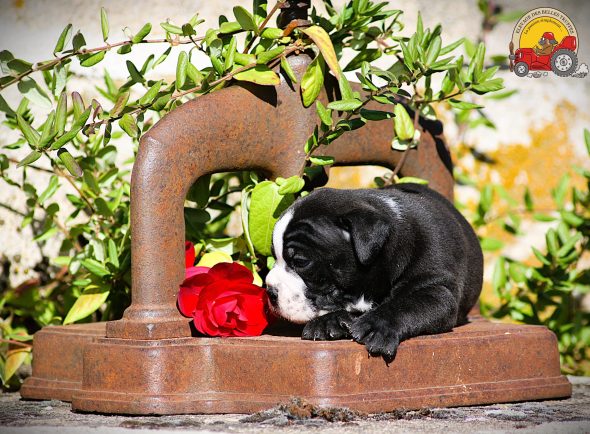 Image de la portée de chiot de l'élévage DES BELLES TRUFFES