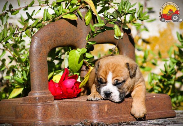 Image de la portée de chiot de l'élévage DES BELLES TRUFFES