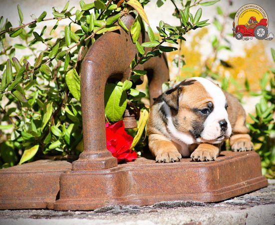 Image de la portée de chiot de l'élévage DES BELLES TRUFFES