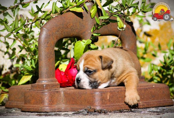Image de la portée de chiot de l'élévage DES BELLES TRUFFES