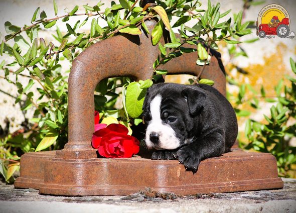 Image de la portée de chiot de l'élévage DES BELLES TRUFFES