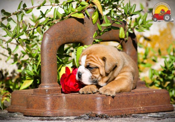 Image de la portée de chiot de l'élévage DES BELLES TRUFFES