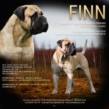 Chiots de race Bullmastiff à vendre chez l'éleveur DU DOMAINE DE MC QUEEN