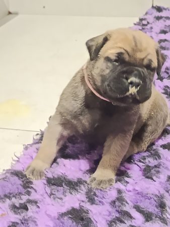 Image de la portée de chiot de l'élévage DU DOMAINE DE MC QUEEN