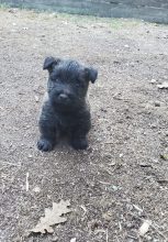 Chiots d'apparence Cairn terrier à vendre chez l'éleveur ELEVAGE DU PERE NOE