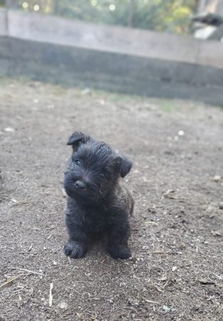 Image de la portée de chiot de l'élévage ELEVAGE DU PERE NOE