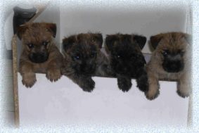 Chiots de race Cairn terrier à vendre chez l'éleveur LICHTENSTEIN H�LENE