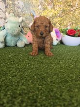 Chiots de race Caniche nain à vendre chez l'éleveur DOMAINE DE SAINTE GLADYCE