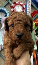 Chiots de race Caniche nain à vendre chez l'éleveur ELEVAGE DEL REY RAKASHI