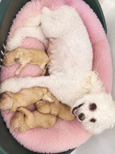 Chiots d'apparence Caniche nain à vendre chez l'éleveur DEFRETIN PATRICIA