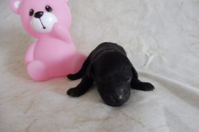Chiots d'apparence Caniche toy à vendre chez l'éleveur DE PALSAMBLUE