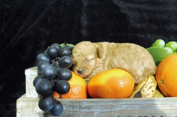 Image de la portée de chiot de l'élévage DE PALSAMBLUE