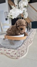 Chiots d'apparence Caniche toy à vendre chez l'éleveur DE PALSAMBLUE