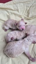 Chiots d'apparence Caniche toy à vendre chez l'éleveur DE PALSAMBLUE