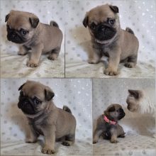 Chiots de race Carlin à vendre chez l'éleveur HERPIN MARLENE