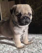 Chiots de race Carlin à vendre chez l'éleveur Des Faces Masquées