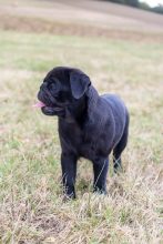 Chiots de race Carlin à vendre chez l'éleveur DU DOMAINE DE LORIEN