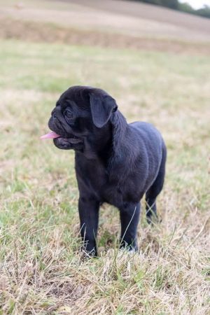 Image de la portée de chiot de l'élévage DU DOMAINE DE LORIEN