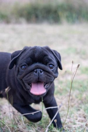 Image de la portée de chiot de l'élévage DU DOMAINE DE LORIEN