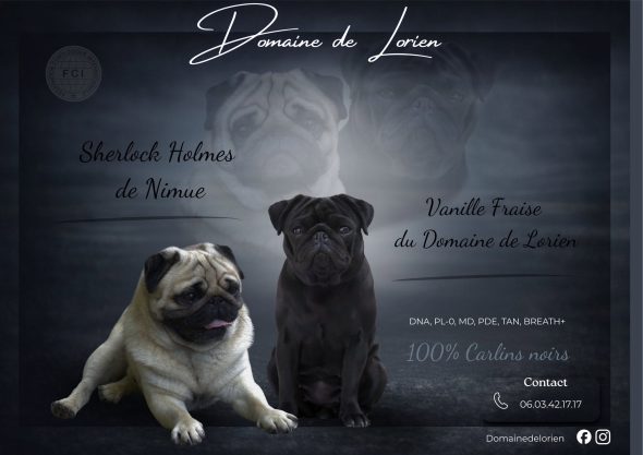 Image de la portée de chiot de l'élévage DU DOMAINE DE LORIEN