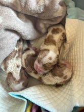 Chiots de race Cavalier king charles spaniel à vendre chez l'éleveur CLARIVAL