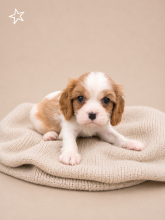 Chiots d'apparence Cavalier king charles spaniel à vendre chez l'éleveur GUYONNET JORDAN