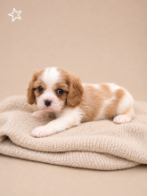 Chiots d'apparence Cavalier king charles spaniel à vendre chez l'éleveur GUYONNET JORDAN