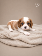 Chiots d'apparence Cavalier king charles spaniel à vendre chez l'éleveur GUYONNET JORDAN