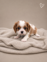 Chiots d'apparence Cavalier king charles spaniel à vendre chez l'éleveur GUYONNET JORDAN