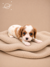 Chiots d'apparence Cavalier king charles spaniel à vendre chez l'éleveur GUYONNET JORDAN
