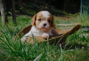 Chiots de race Cavalier king charles spaniel à vendre chez l'éleveur ELEVAGE DU PARADIS D EOLE