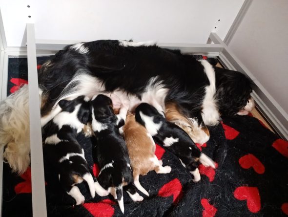 Image de la portée de chiot de l'élévage DU MONDE FANTASIE
