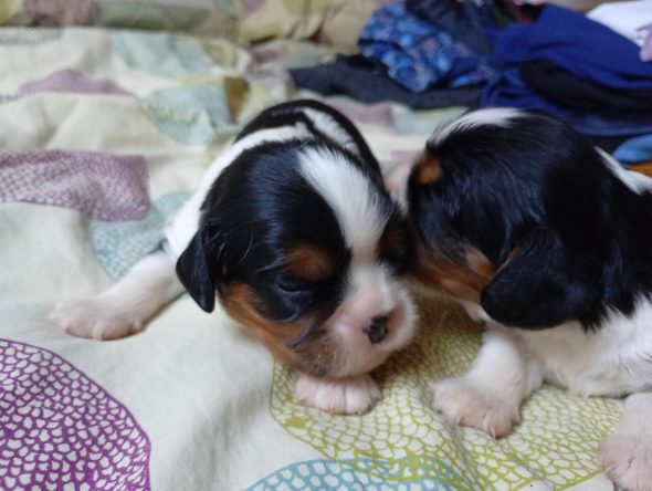 Image de la portée de chiot de l'élévage DU MONDE FANTASIE