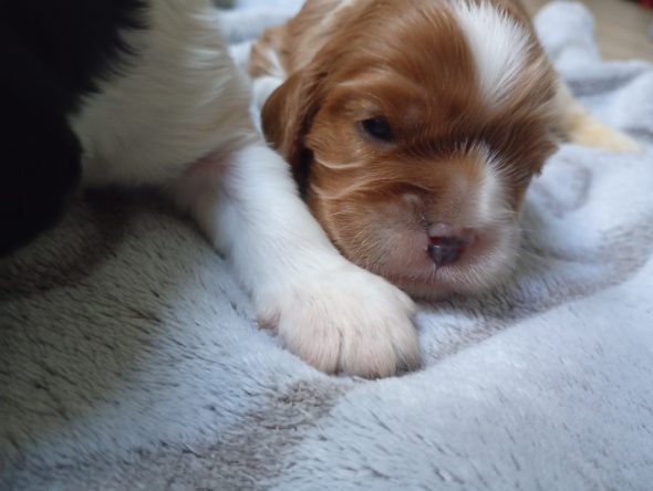 Image de la portée de chiot de l'élévage DU MONDE FANTASIE