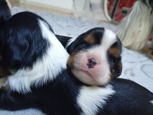 Image de la portée de chiot de l'élévage DU MONDE FANTASIE