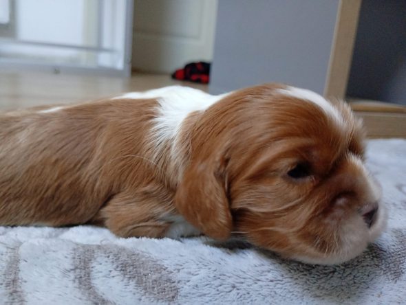Image de la portée de chiot de l'élévage DU MONDE FANTASIE