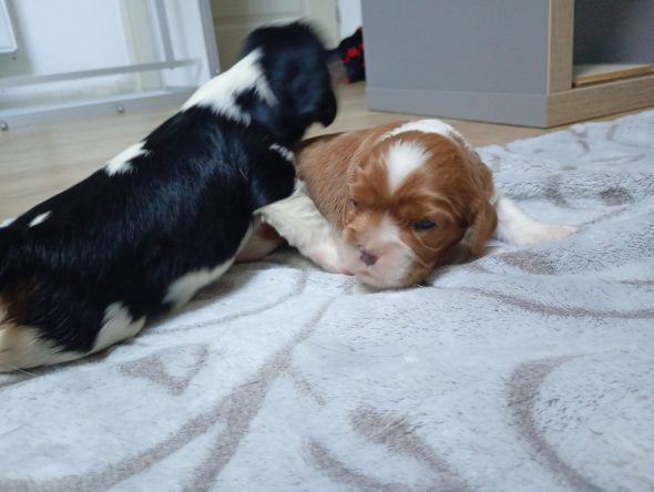 Image de la portée de chiot de l'élévage DU MONDE FANTASIE