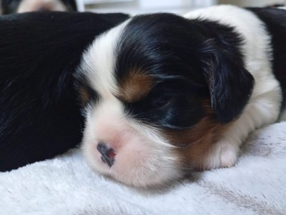 Image de la portée de chiot de l'élévage DU MONDE FANTASIE