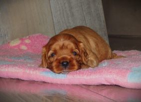 Chiots de race Cavalier king charles spaniel à vendre chez l'éleveur ELEVAGE DU PARADIS D EOLE